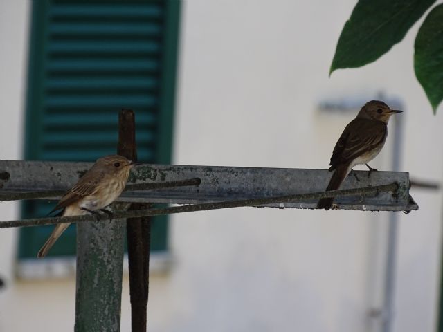 Aiuto riconoscimento passeraceo